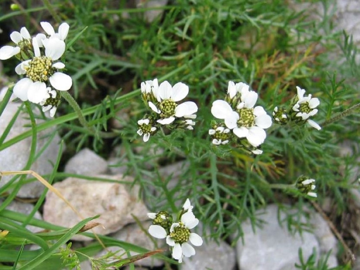 Achillea atrata (Asteraceae)